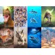 Dinosaur Fact Cards - Red (Each)