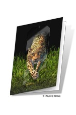 Royce Gift Card - Leopard (5 Pack)