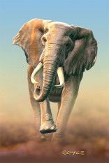 Royce 4"x6" Postcard - African Elephant (6 Pack)
