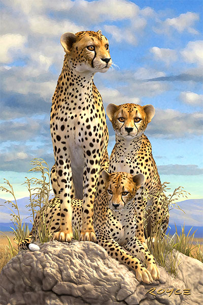 Royce 4"x6" Postcard - Cheetah (6 Pack)