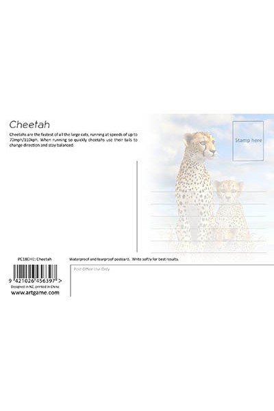 Royce 4"x6" Postcard - Cheetah (6 Pack)