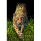 Royce 4"x6" Postcard - Leopard (6 Pack)