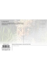 Royce 4"x6" Postcard - Leopard (6 Pack)