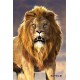 Royce 4"x6" Postcard - Lion (6 Pack)