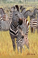 Royce 4"x6" Postcard - Zebra (6 Pack)