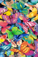 Royce 4"x6" Postcard - Butterfly Magic (6 Pack)