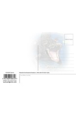 Royce 4"x6" Postcard - Gators (6 Pack)