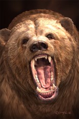 Royce 4"x6" Postcard - Grizzly (6 Pack)