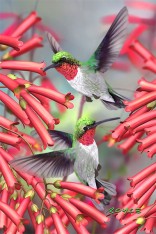 Royce 4"x6" Postcard - Hummingbirds (6 Pack)