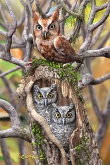 Royce 4"x6" Postcard - Owls (6 Pack)
