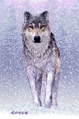Royce 4"x6" Postcard - Snow Wolf (6 Pack)