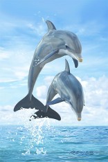 Royce 4"x6" Postcard - Dolphins Flip (6 Pack)