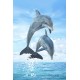 Royce 4"x6" Postcard - Dolphins Flip (6 Pack)