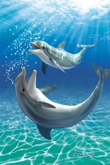 Royce 4"x6" Postcard - Dolphins Flip (6 Pack)