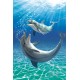 Royce 4"x6" Postcard - Dolphins Flip (6 Pack)