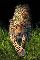 Royce 4"x6" Postcard - Big Cats Flip (6 Pack)
