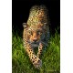 Royce 4"x6" Postcard - Big Cats Flip (6 Pack)
