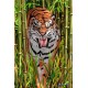 Royce 4"x6" Postcard - Big Cats Flip (6 Pack)