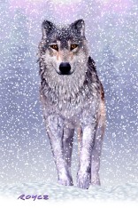 Royce 4"x6" Postcard - Wolves Flip (6 Pack)