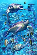 Royce 4"x6" Postcard - Coral Turtles Flip (6 Pack)
