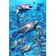 Royce 4"x6" Postcard - Coral Turtles Flip (6 Pack)