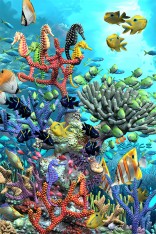 Royce 4"x6" Postcard - Coral Turtles Flip (6 Pack)