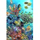 Royce 4"x6" Postcard - Coral Turtles Flip (6 Pack)