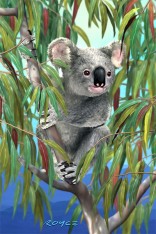 Royce 4"x6" Postcard - Koala (6 Pack)