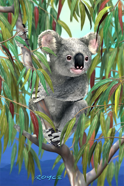 Royce 4"x6" Postcard - Koala (6 Pack)