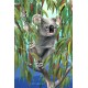 Royce 4"x6" Postcard - Koala (6 Pack)