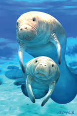 Royce 4"x6" Postcard - Manatee Flip (6 Pack)