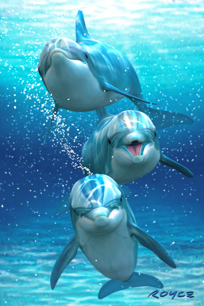 Royce 4"x6" Postcard - Dolphin Trio (6 Pack)