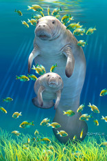Royce 4"x6" Postcard - Manatee (6 Pack)