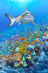 Royce 4"x6" Postcard - Reef Shark (6 Pack)
