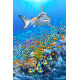 Royce 4"x6" Postcard - Reef Shark (6 Pack)