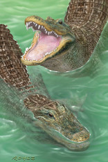 Royce 4"x6" Postcard - Swamp Gators(6 Pack)