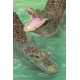 Royce 4"x6" Postcard - Swamp Gators(6 Pack)