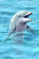 Royce 4"x6" Postcard - Talking Dolphin (6 Pack)